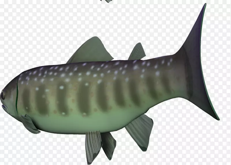 虎鲨鳞状鲨鱼海洋生物学鲨鱼渔网