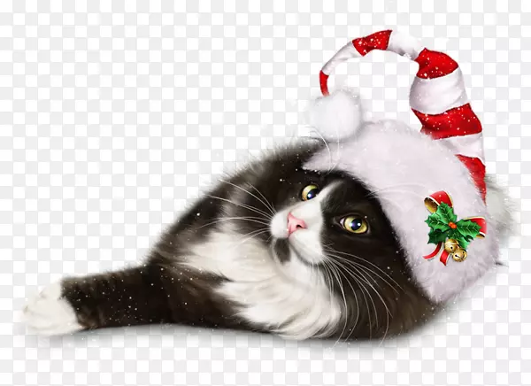 猫须、小猫、圣诞饰品、圣诞日-动物图片
