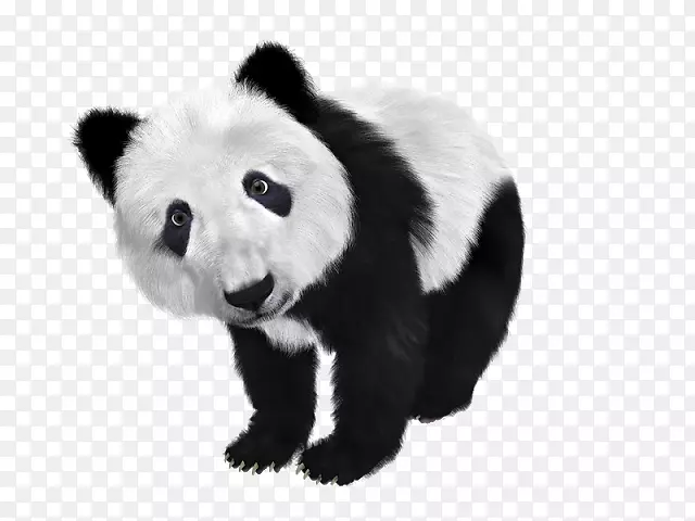 大熊猫考拉png图片剪辑艺术红熊猫考拉