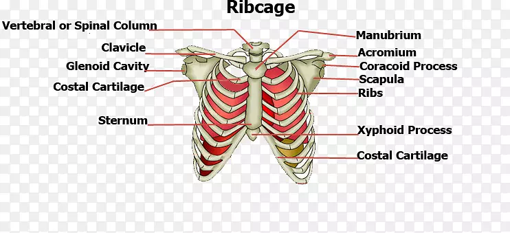 肋骨胸骨-人体骨结构