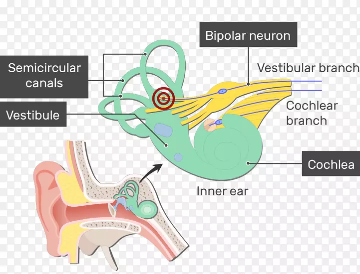 前庭耳蜗神经前庭神经元