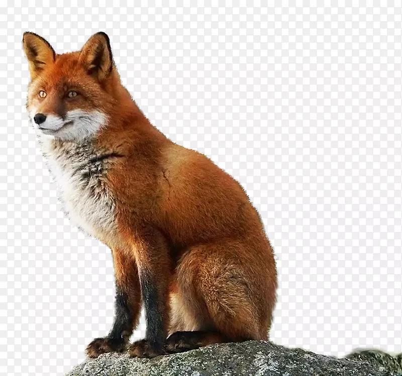 红狐低音北极狐png图片图像-xz