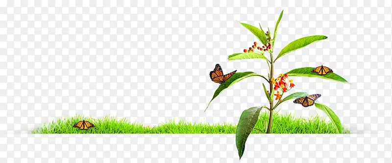 昆虫草，植物茎，插花，完美传单
