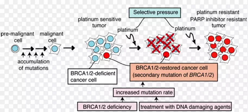 BRCA 1癌症顺铂BRCA突变治疗-卡通癌细胞