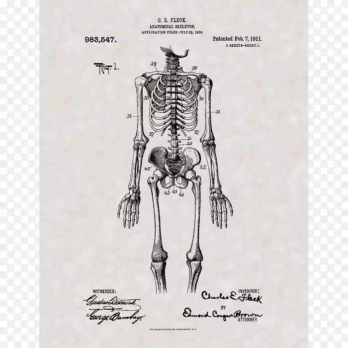人体骨骼人体解剖