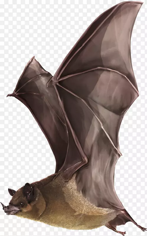 米勒的长嘴蝙蝠亚历山大·冯·洪堡生物资源研究所传粉者授粉蝙蝠