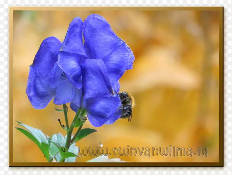 紫花瓣野花一年生植物铃花.紫罗兰