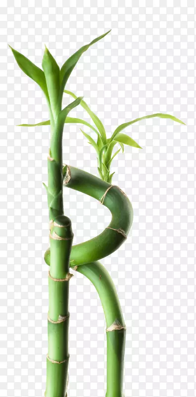 竹花盆-正念与冥想