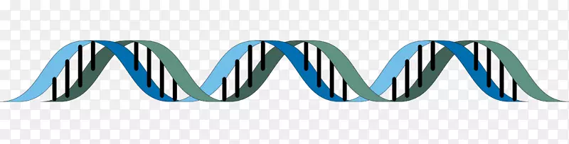 双螺旋:DNA表观遗传学生物学结构发现的个人记述-DNA链PNG图片素材下载_图片编号5770580-PNG素材网