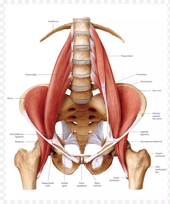 腰大肌髂腰肌解剖人体神经根脊柱