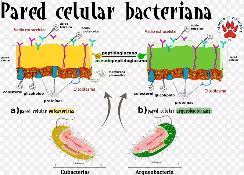 生物线-细菌图