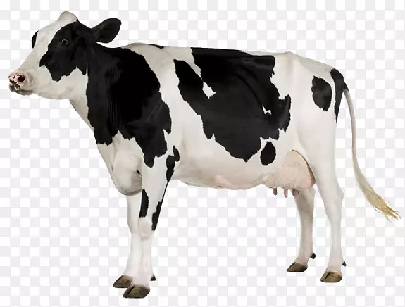 荷斯坦，弗里西亚牛，白色公园牛，巴卡山羊，乳牛-乳牛