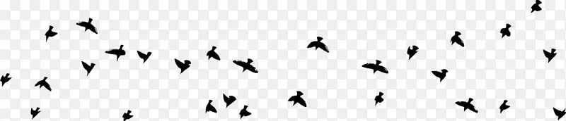 动物迁徙字体喙羽毛人类迁徙真鸟