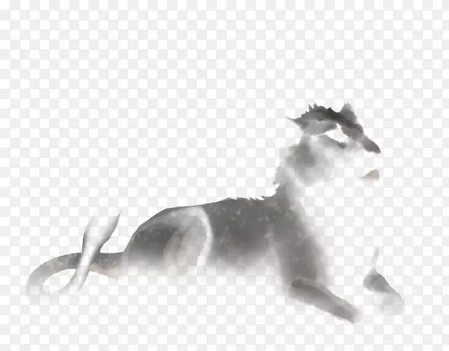 胡须灰狼狮子猫真正的狐狸-狮子