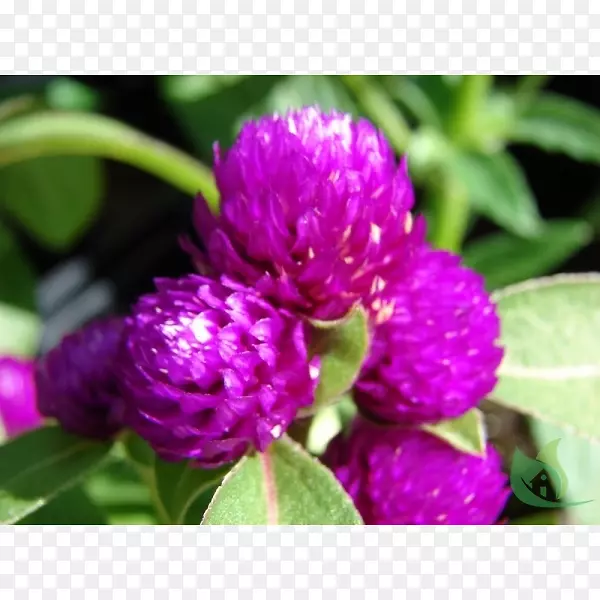 紫红色植物-花园中心