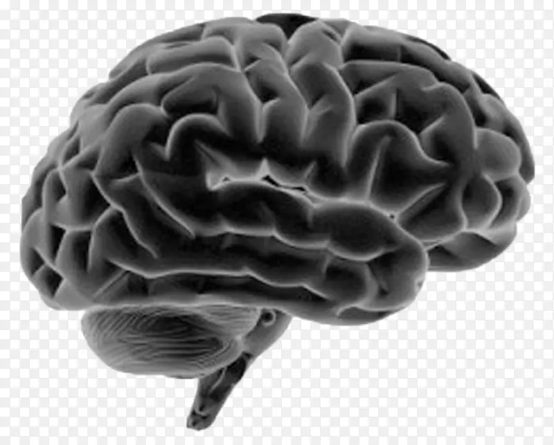 人脑-人体神经系统解剖-脑