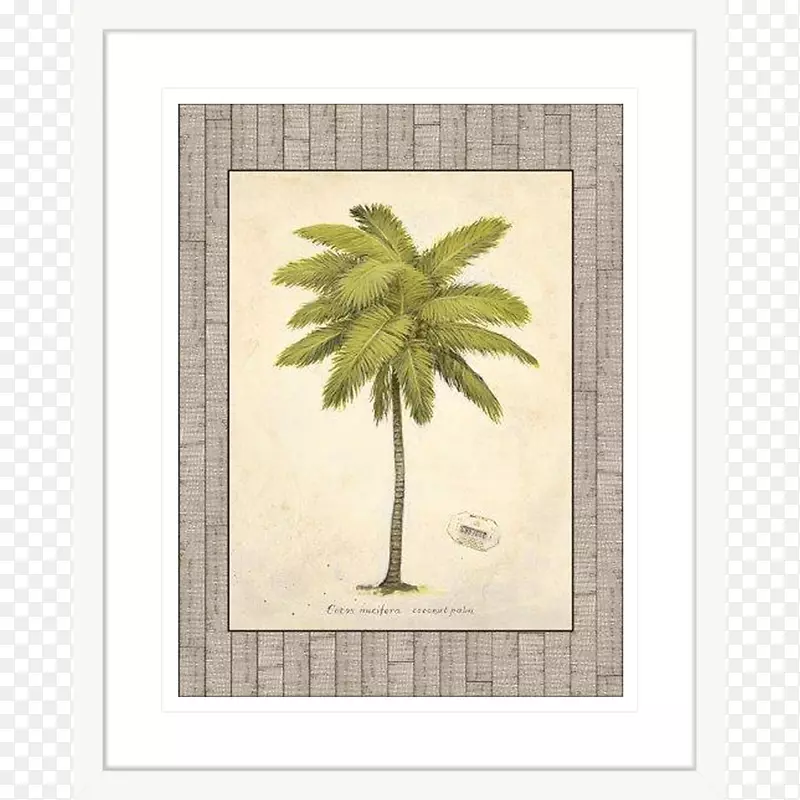 椰子树、木本植物、枣棕榈树
