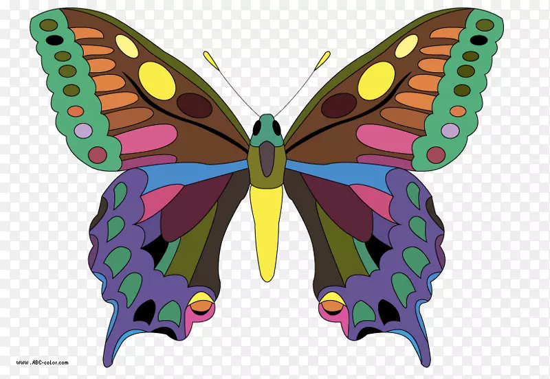帝王蝶，毛茸茸的蝴蝶，昆虫奶油带，燕尾蝶