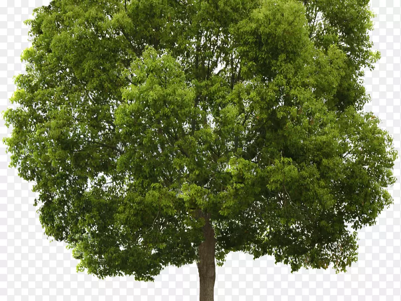 透明png图片树黑杨剪贴画树