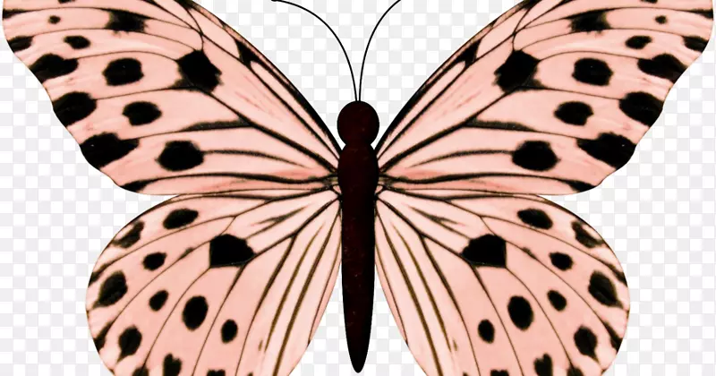 蝴蝶剪贴画图片蝴蝶和蛾昆虫-ms。