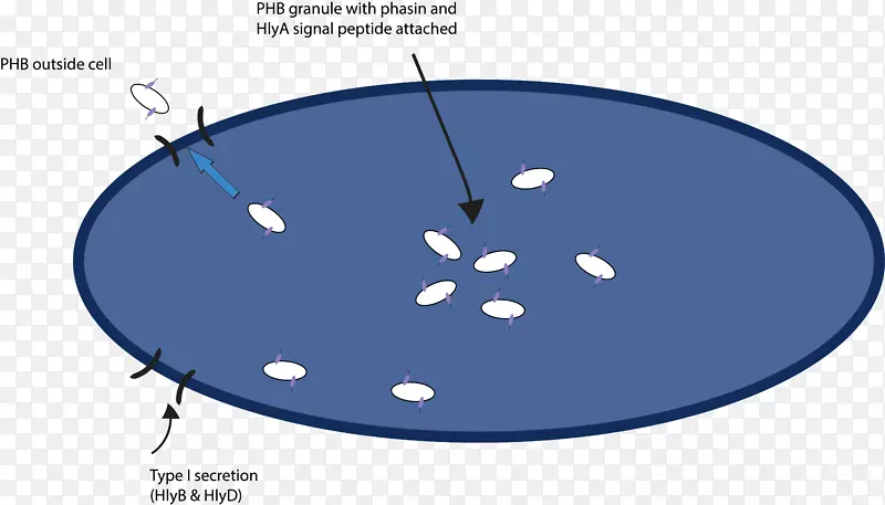 凝胶电泳蛋白纯化短杆菌分泌
