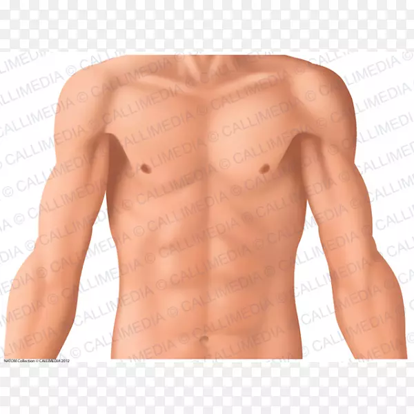 解剖临床：胸部，腹部冠状面人体解剖-心脏