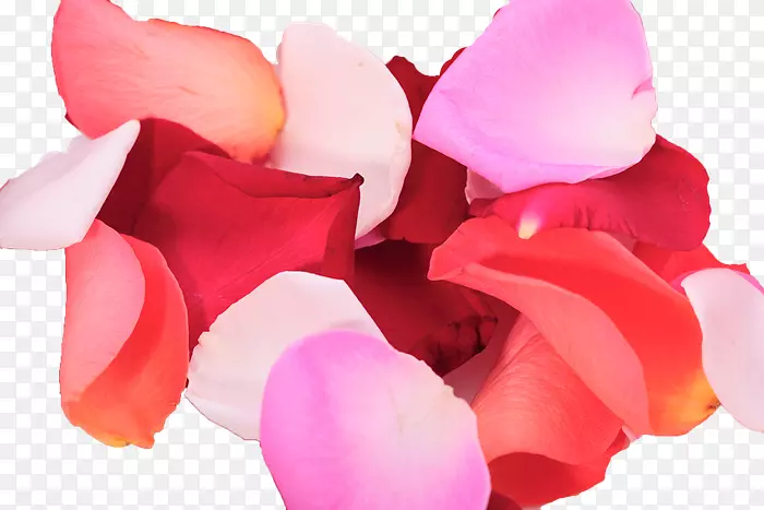 花瓣玫瑰图像png图片设计与花瓣