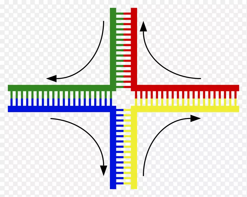 Holliday连接DNA遗传学染色体交叉十字形连接