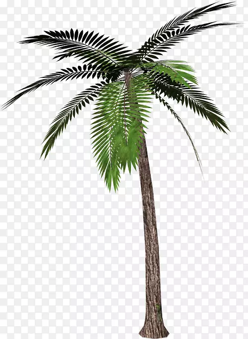 png图片剪辑艺术棕榈树透明墨西哥扇棕榈树