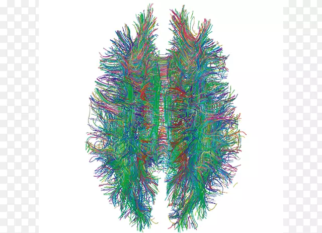 白质脑连接体计划中枢神经系统-一篇研究文章