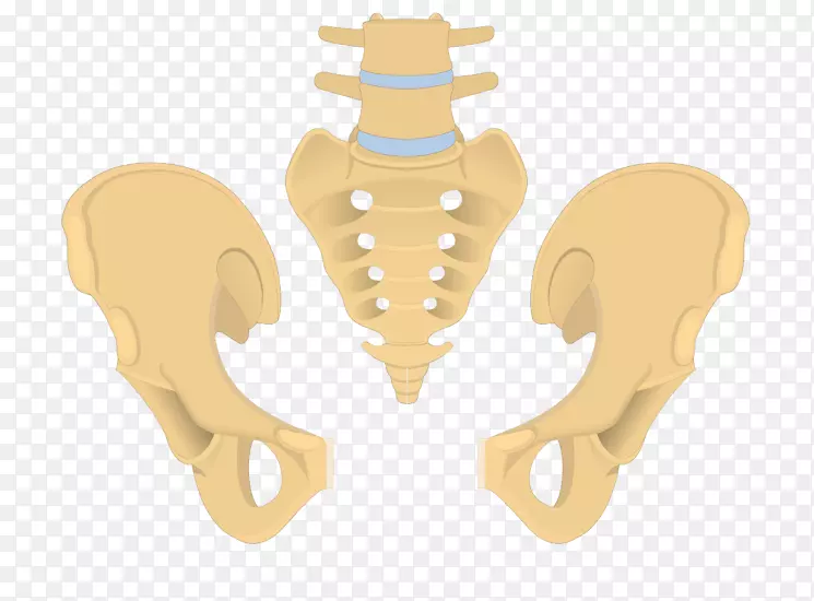 髋骨骨盆骶骨尾骨骶骨