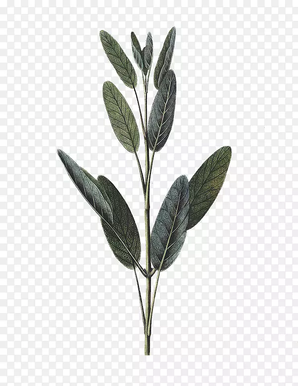 普通鼠尾草植物指纹植物学植物插图