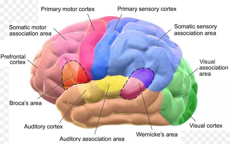 大脑皮层，布洛卡区，韦尼克区-脑区