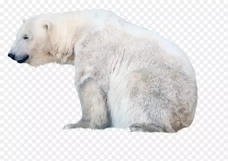北极熊幼崽极夹艺术驯鹿-北极熊