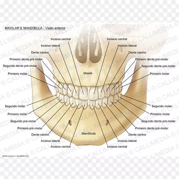 上颌下颌神经解剖人体上颌中切牙