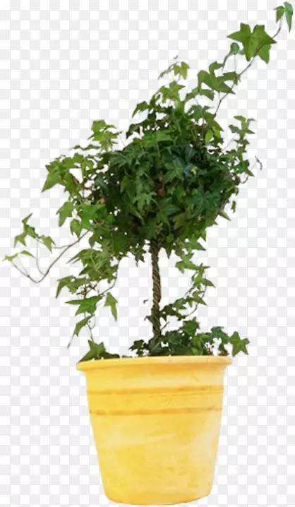 甜梅花盆植物鉴定