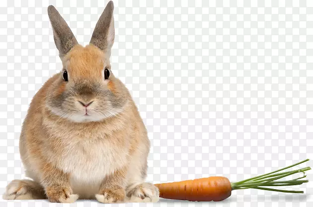 荷兰兔矮兔群摄影-宠物鸟