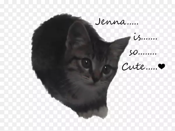 科拉特胡须，夏特鲁，欧洲速记马克斯猫-可爱的小猫