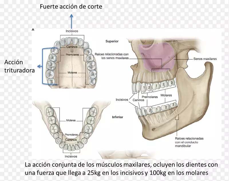 上颌动脉软腭腱膜上颌外侧切牙