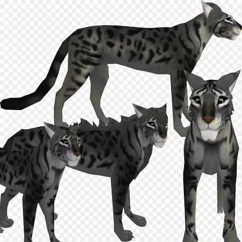 孟加拉猫，野猫，猫科小猫-小猫