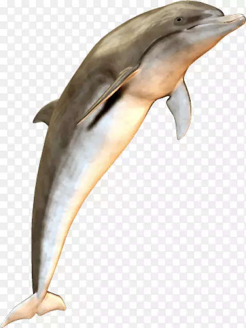 海豚png图片剪辑艺术图像PSD-海豚