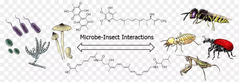 昆虫微生物相互作用天然产物植物微生物相互作用抽象图