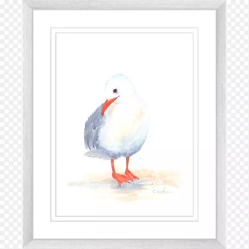 鸭鸥海鸟动物水彩画-鸭