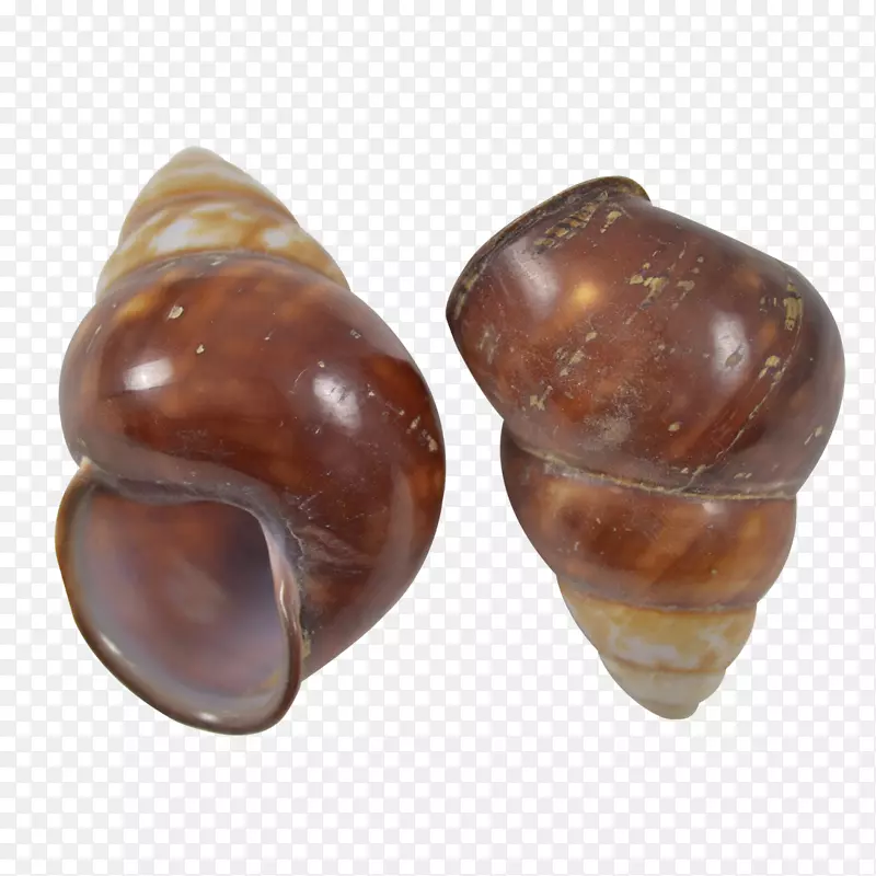 陆地蜗牛海螺腹足类壳塘蜗牛-海螺