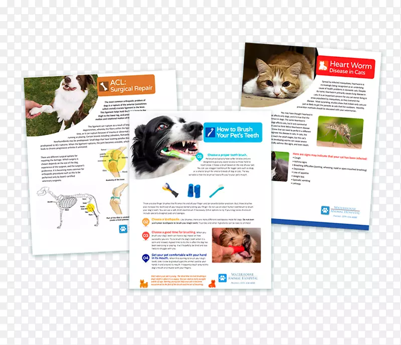 兽医数字标志图形宣传册广告设计