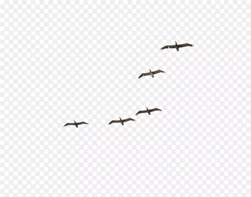 鹈鹕鸟迁徙群-鹤