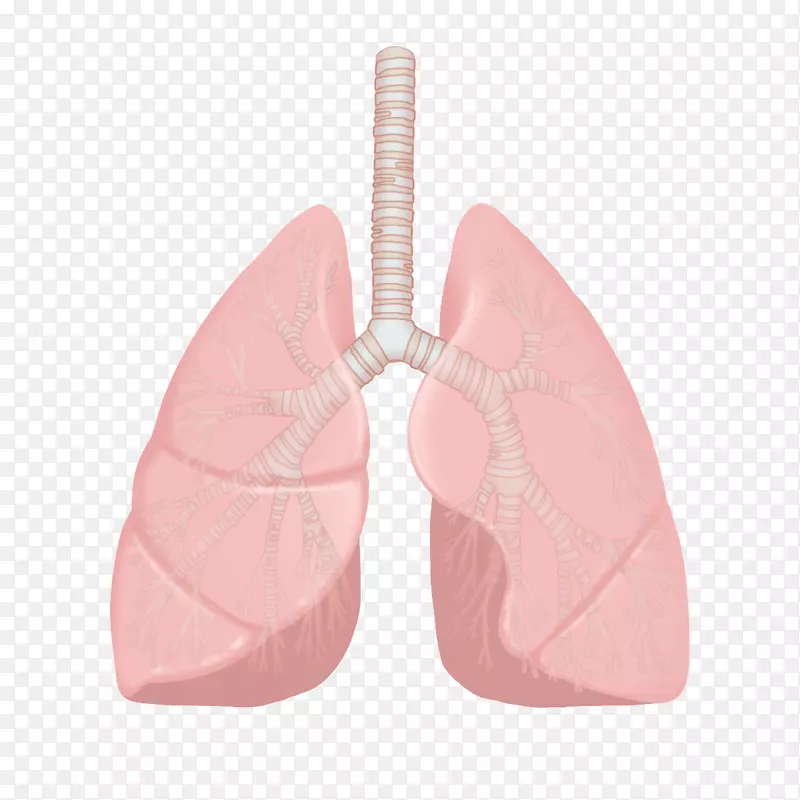 护理护士疾病图示肺-肺