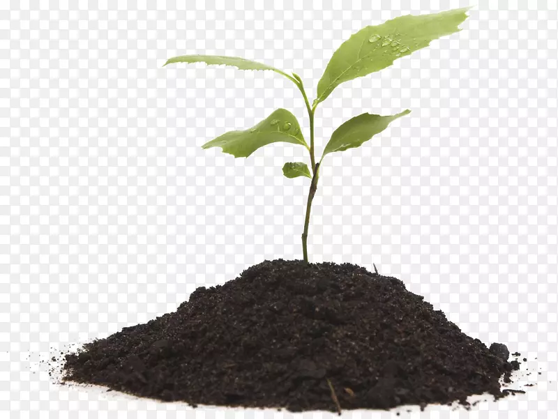堆肥植物肥料盆栽土壤植物