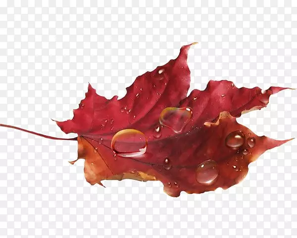秋季剪贴画png图片叶子图像-秋天