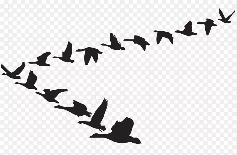 鹅夹艺术鸟飞行图形.鹅